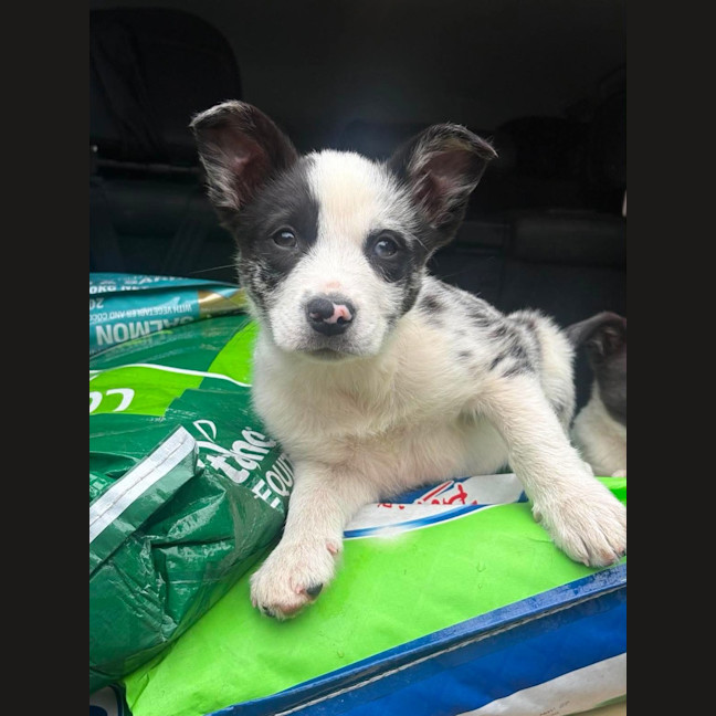 Photo of Pippin