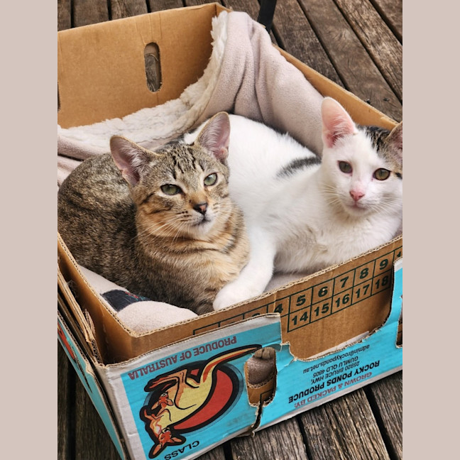 Photo of Woody & Chester 