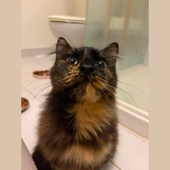 Photo of Phoebe