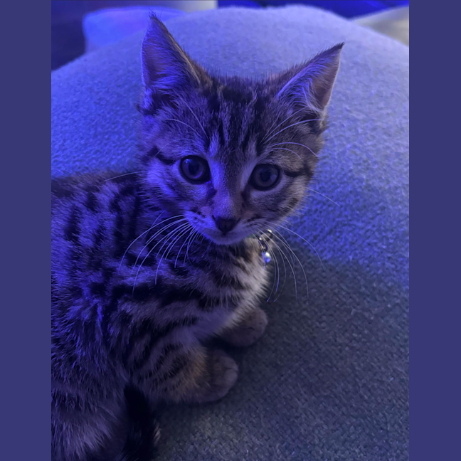 Photo of Loki