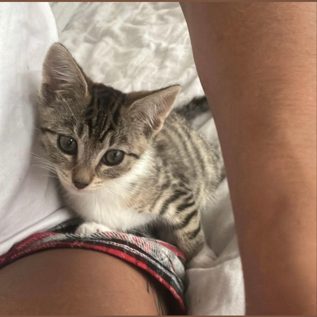 Photo of Blossom & Honeybun 