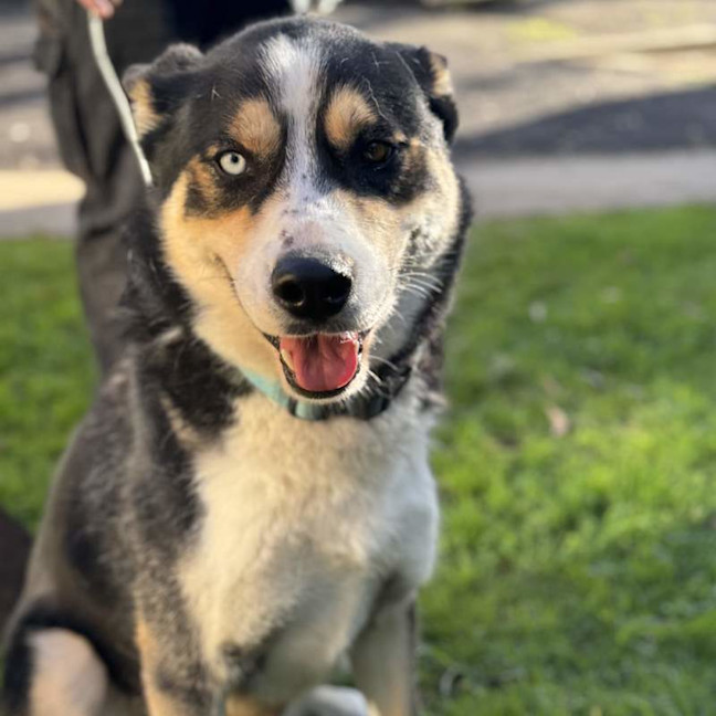 Photo of Rocket