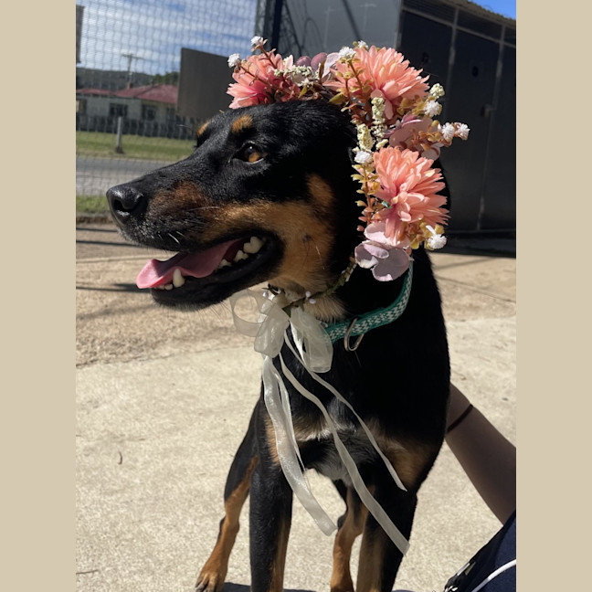 Photo of Kahlua