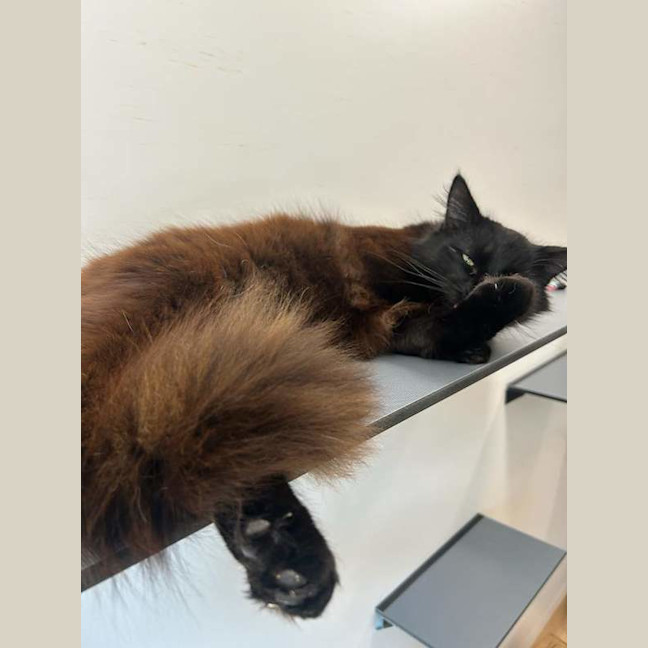 Photo of Pumba