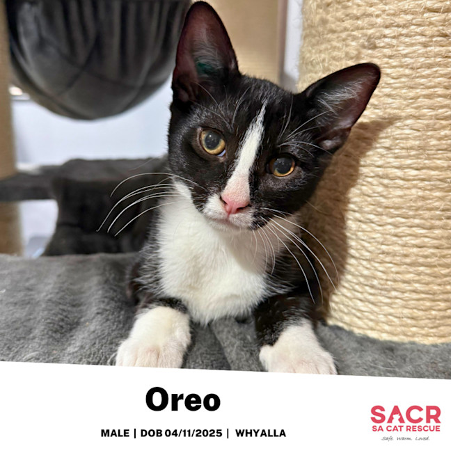 Photo of Oreo