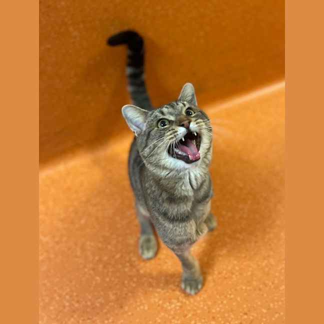 Photo of Hector James Alexander