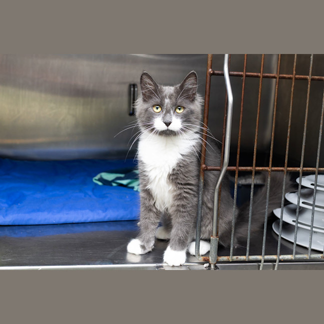 Photo of Blue