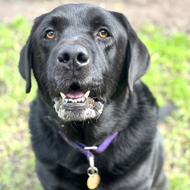Photo of Scooby