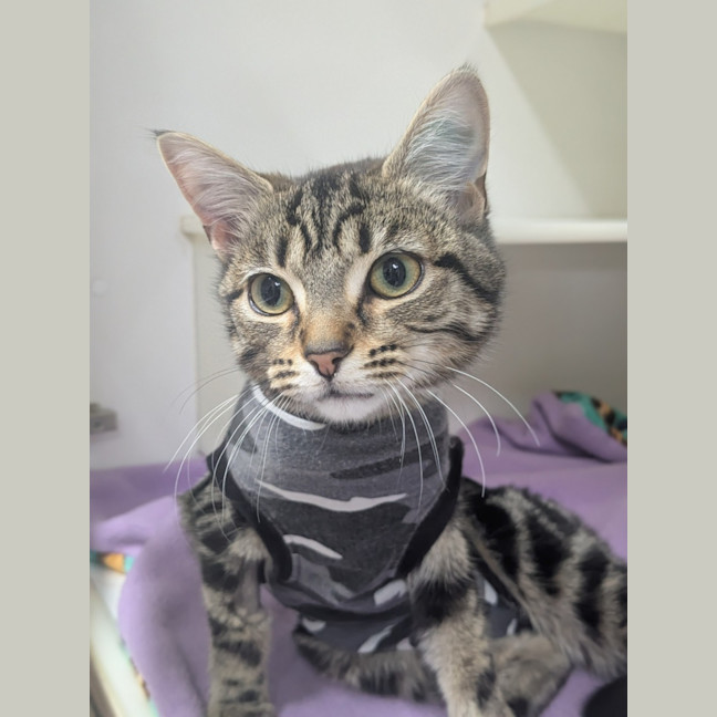 Photo of 🍇 Capulet 6549 🍇