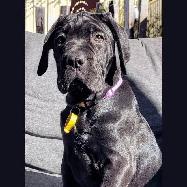Photo of Shadow