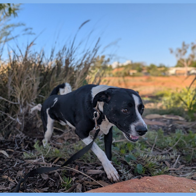 Photo of Gidgy (Buster)