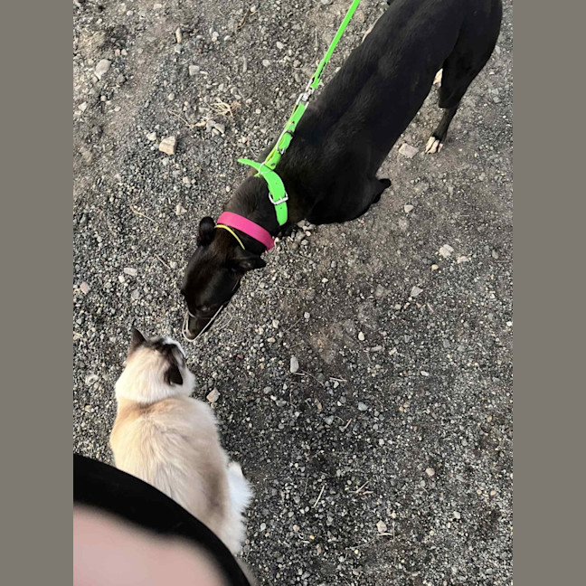 Photo of Layla, The Greyhound