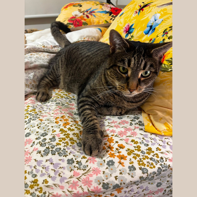 Photo of Patch