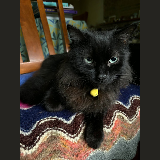 Photo of Shadow   In Foster Care In Richmond