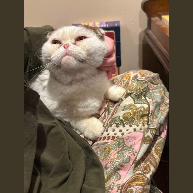 Photo of Moji