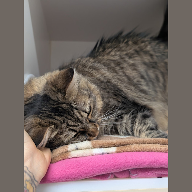 Photo of Plush