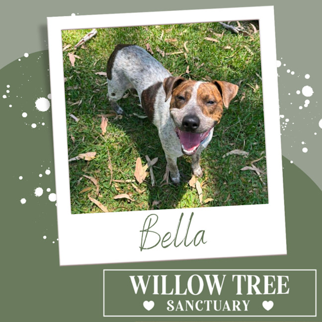 Photo of Bella