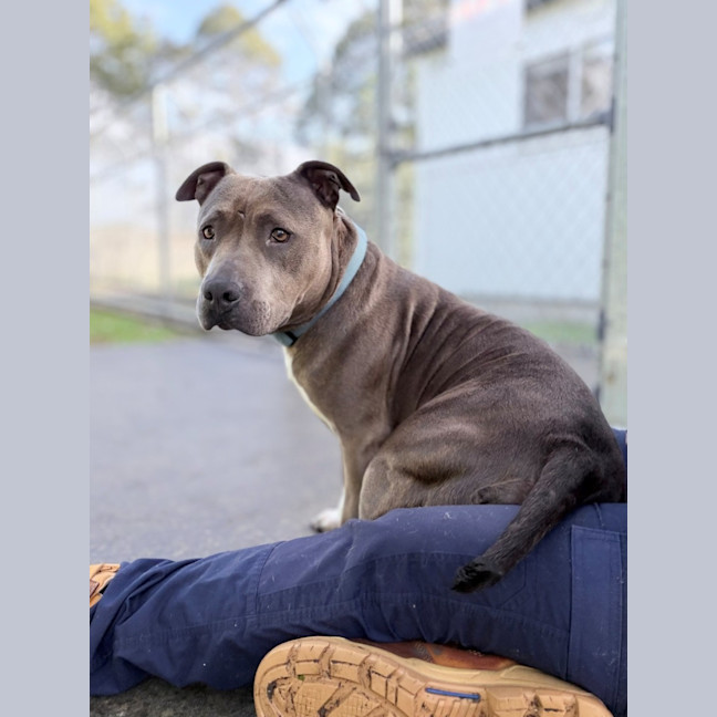 Photo of Brindi