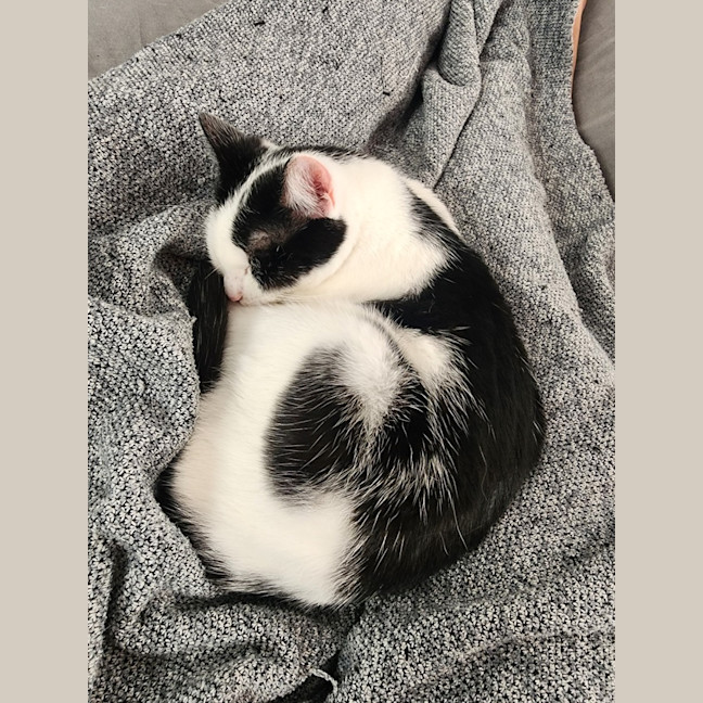 Photo of Haloumi