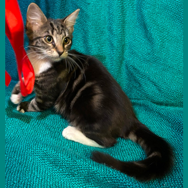 Photo of Marble & Pebbles 