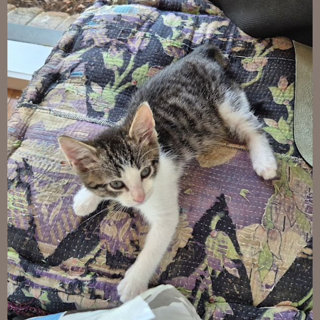 Photo of Mini Miranda
