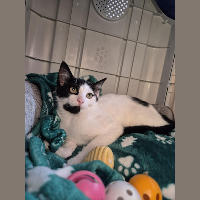 Photo of Cowgirl! 🤠