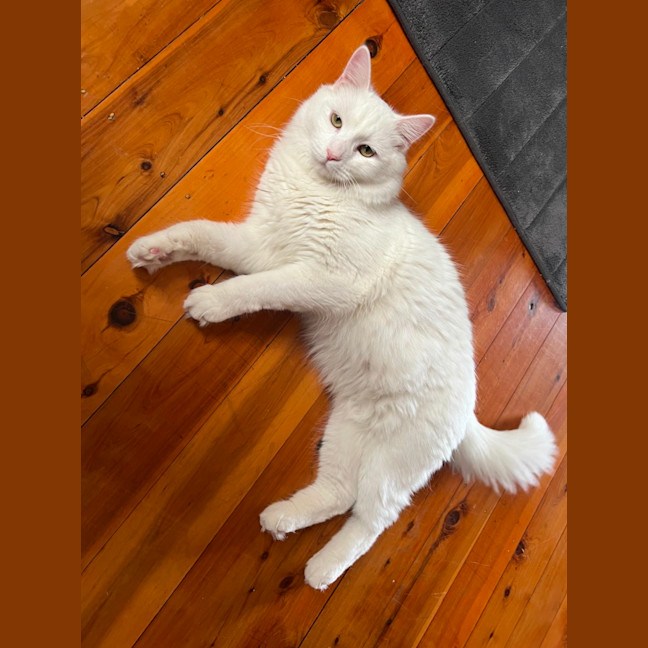 Photo of Mr Pickles