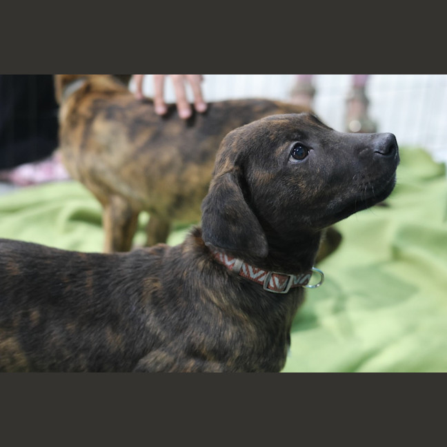 Photo of Toffee