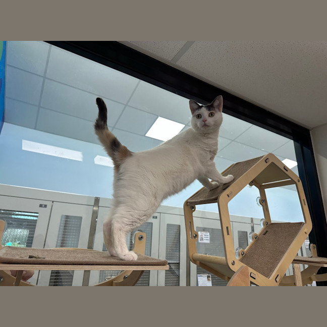 Photo of Sundae