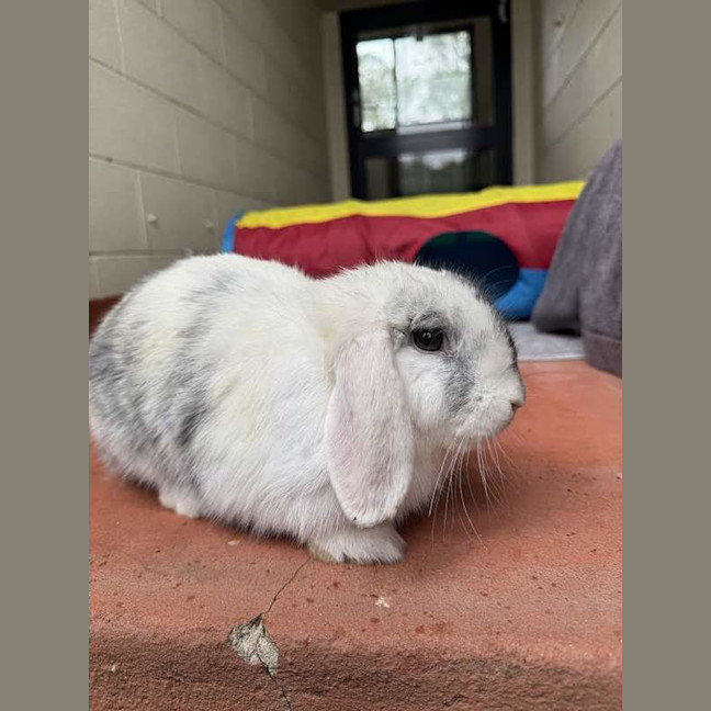 Photo of Dizzie