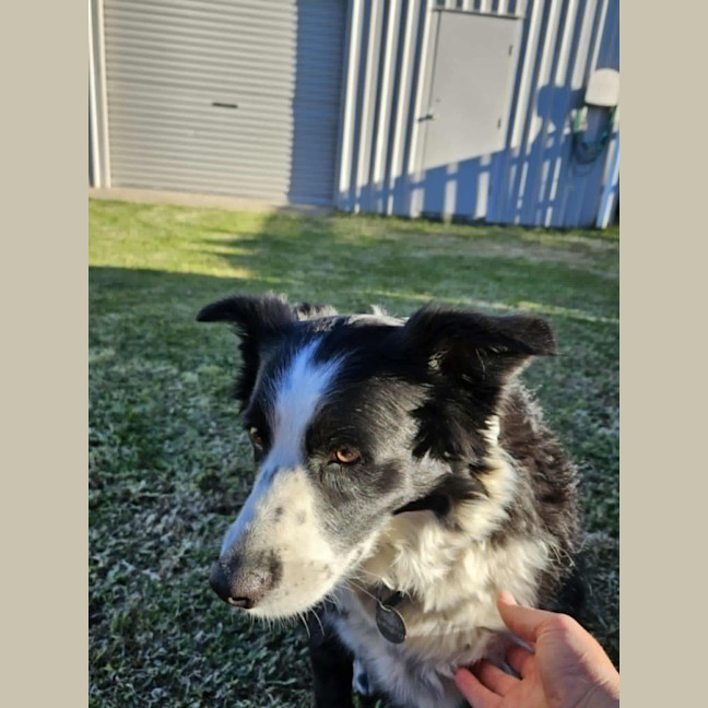 Photo of Millie