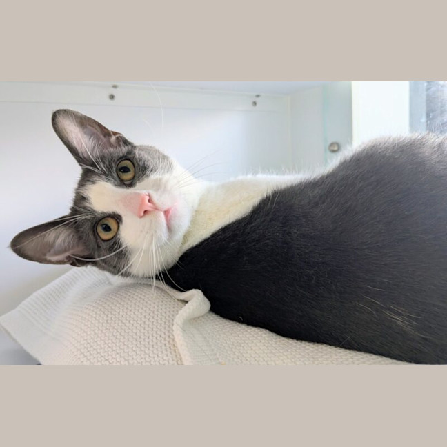 Photo of Clyde