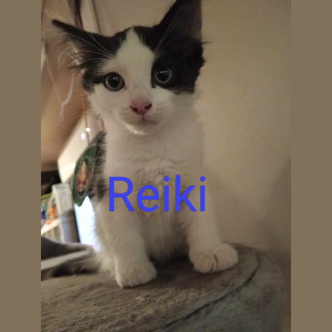 Photo of Reiki