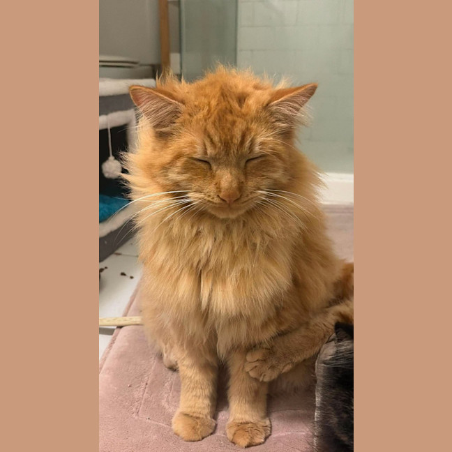 Photo of Teddy 🧡