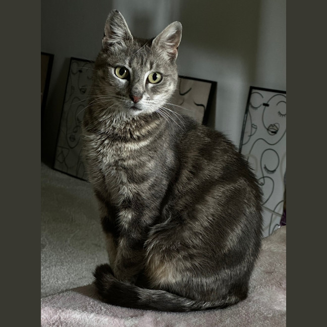 Photo of Bailey