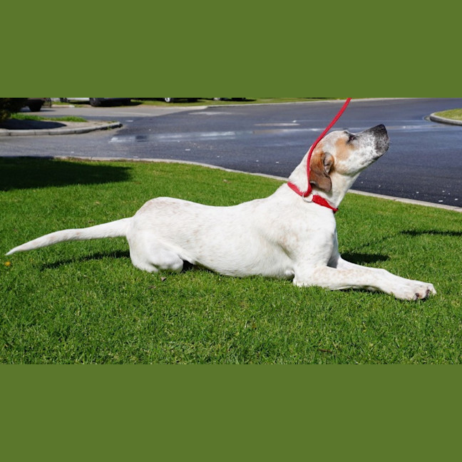 Photo of Ricky Bobby