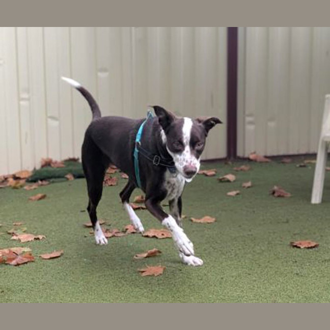 Photo of Bella 