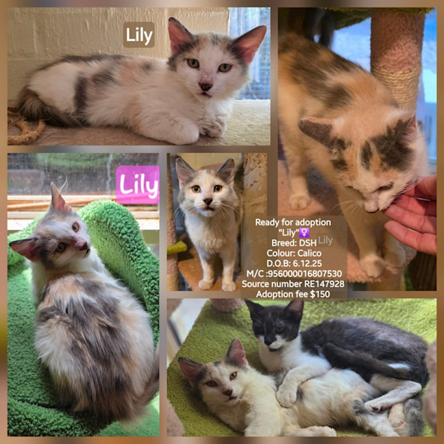 Photo of Lily