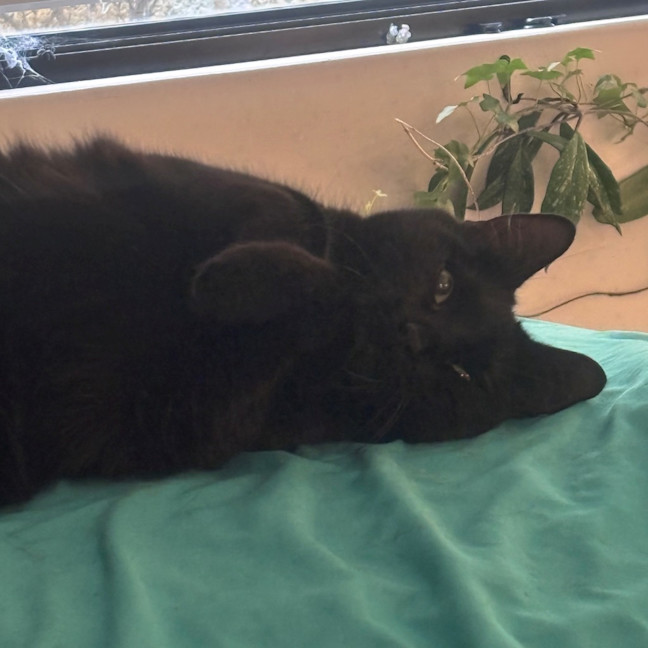Photo of Sooty