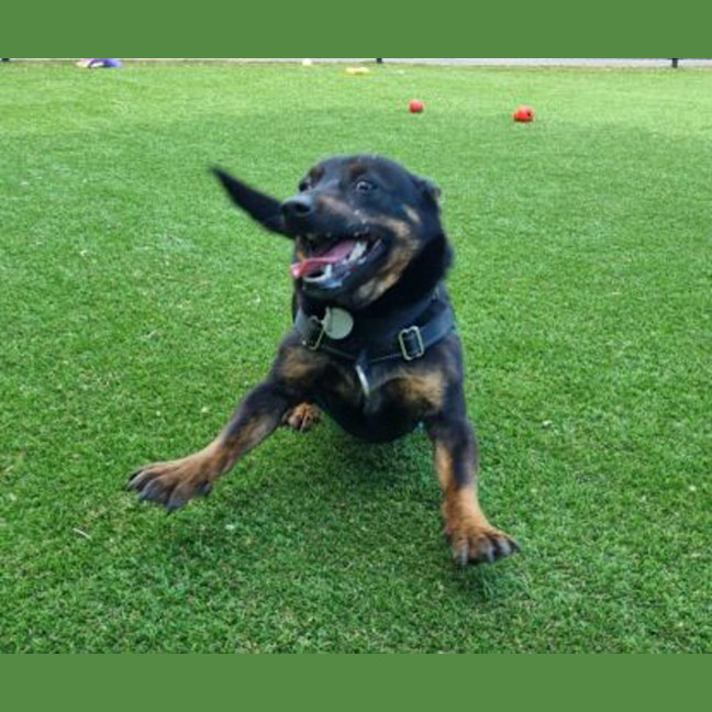 Photo of Oliver