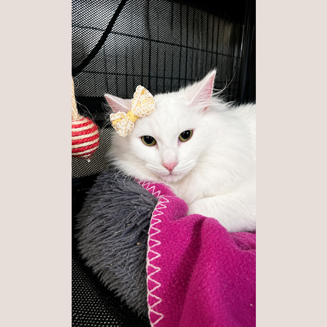 Photo of Portia