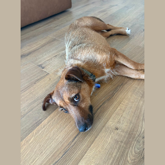 Photo of Dorris   6 Year Old Mixed Breed