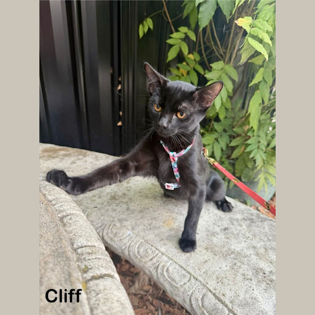 Photo of Cliff