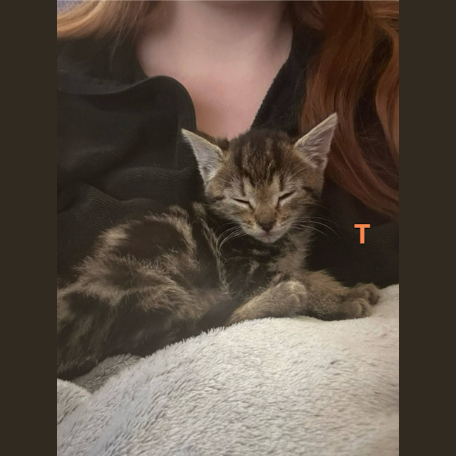 Photo of Starburst (Was Toby)