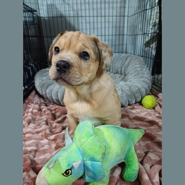 Photo of Squish