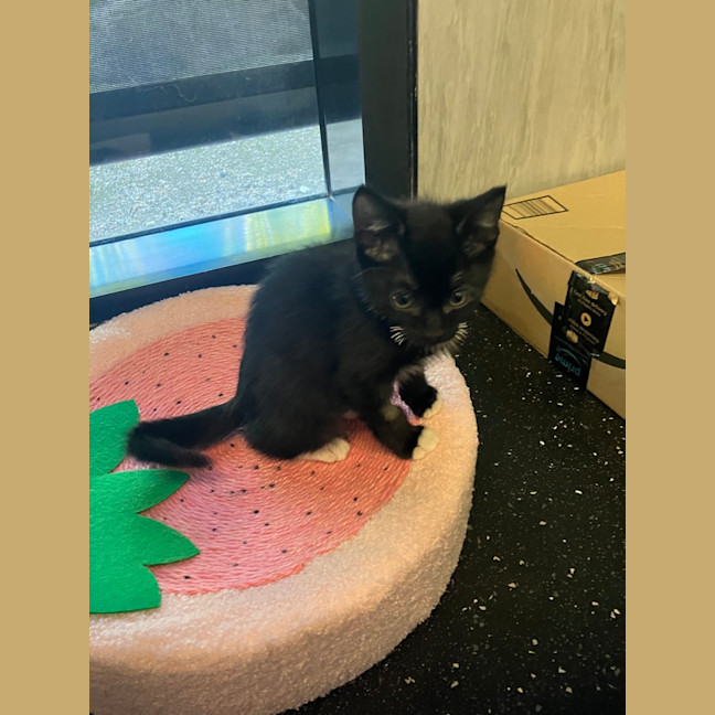 Photo of Bird Brain Mary