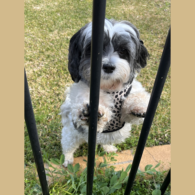 Photo of Abby🌞4yo, Shih Tzu X Maltese(on Trial 12/8/24)