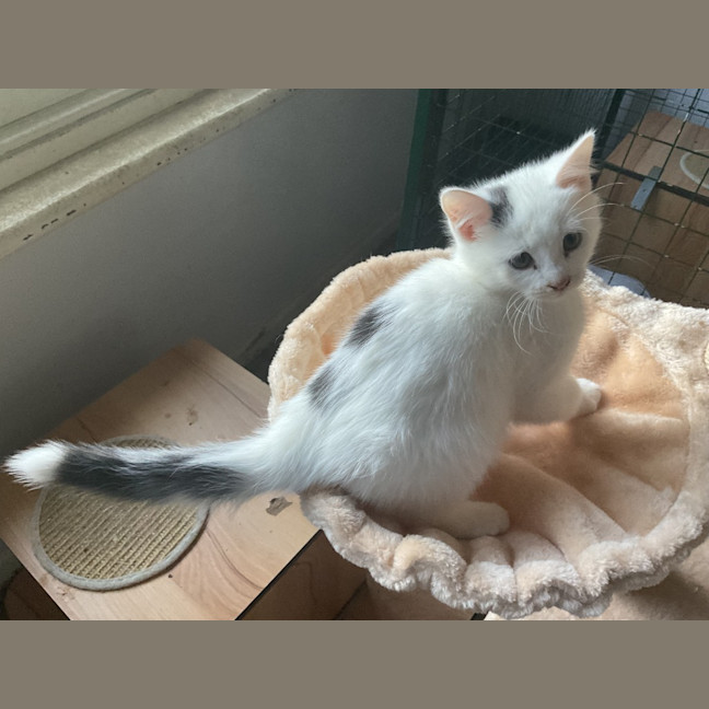 Photo of Dot