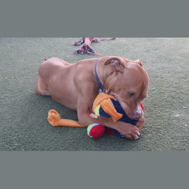 Photo of Hokey Pokey