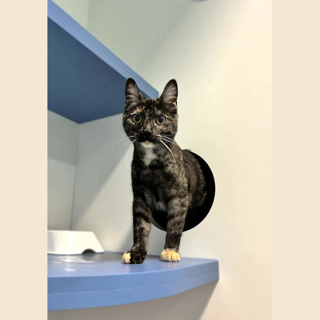 Photo of Luna
